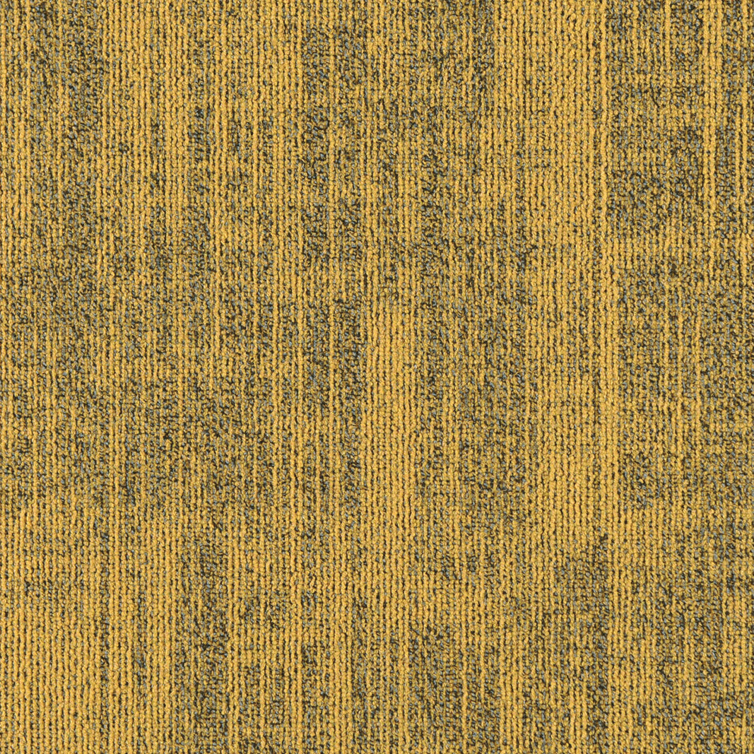 Midnight Sun Tundra Rose